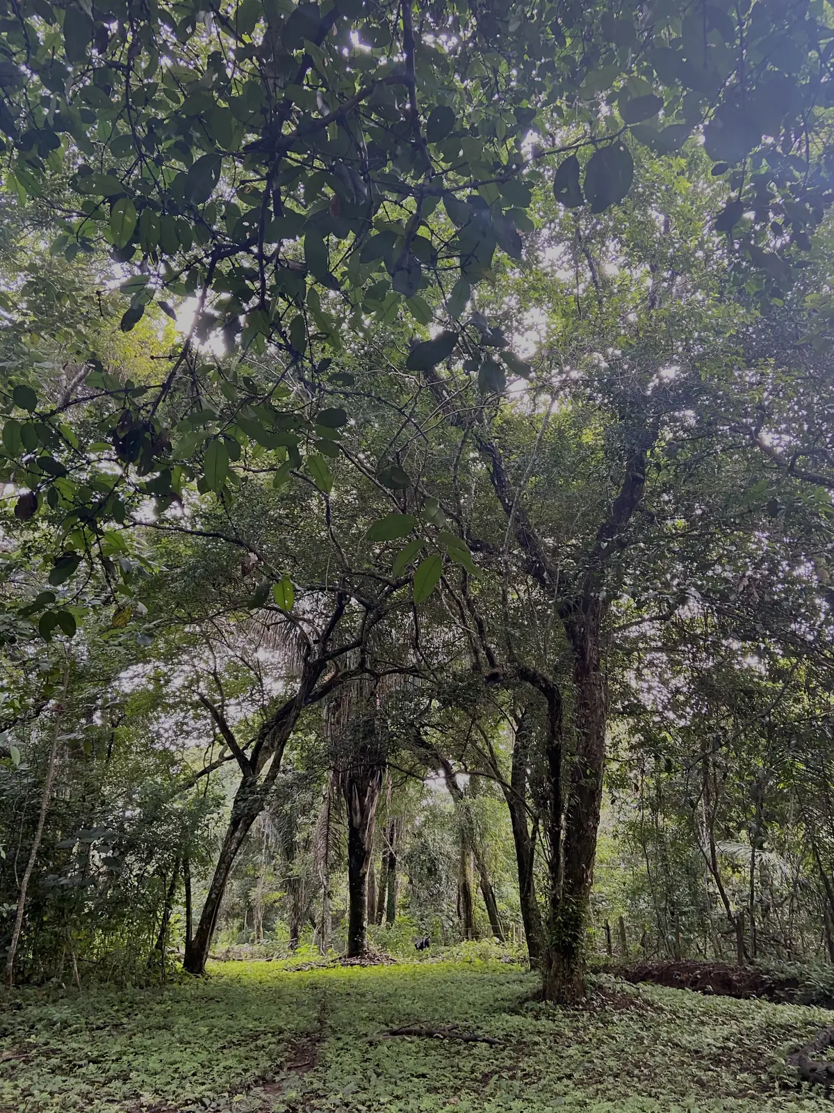 Bosque de galería