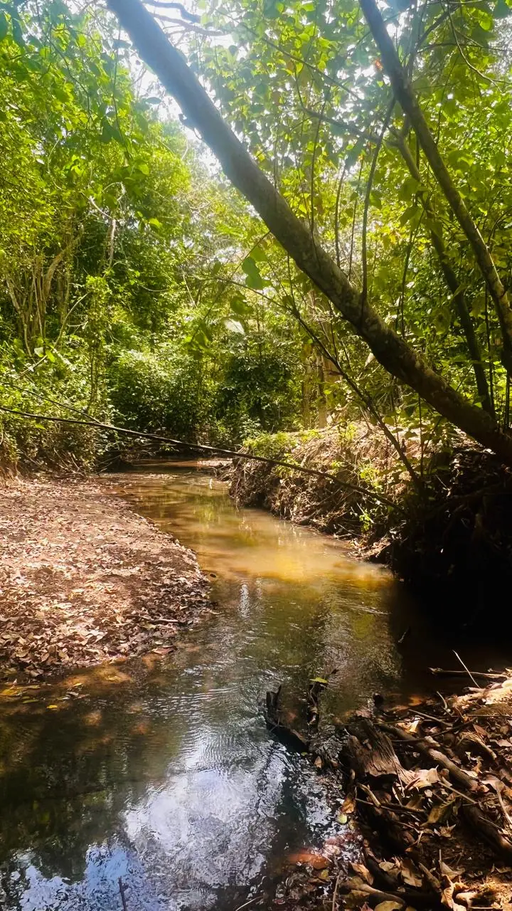 Arroyo o caño sabanero